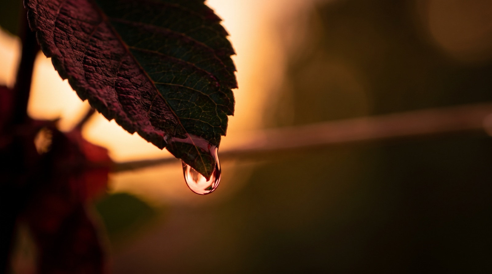 A single water droplet hanging from the tip of a dark red leaf, backlit by warm low sun.